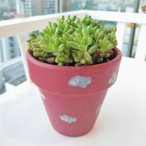 Sedum succulent in small sized Amelie pot
