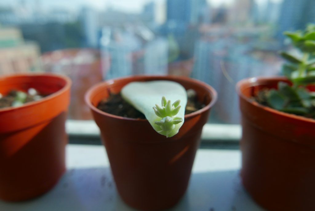 Succulent baby a few weeks old
