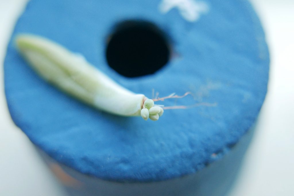 Succulent baby sprouted on the end of a leaf
