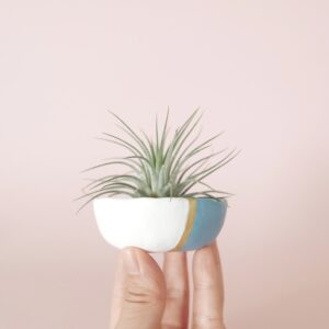Air Plant in pinch pot