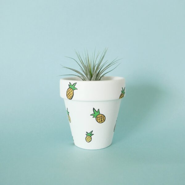 Pineapple pot with air plant