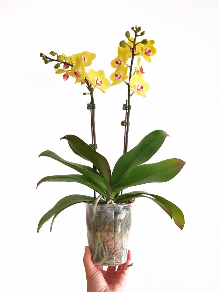 Orchid from the market with sphagnum moss