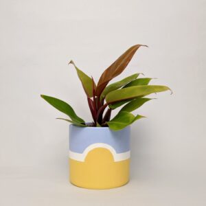 Aero (Blue and Yellow) Plant Pot